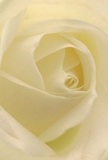 This evocative close-up draws one straight into the tender embrace of a cream-white rose, capturing the sensation of being gently enveloped by its silk-soft petals. The spiraled arrangement invites thoughts of tranquility, each layer reflecting the peace found during early walks near Harpenden's Leyton Green. Gentle light traces the ivory folds, creating subtle contrasts and lending depth-a choreography of shadow and softness that makes the bloom almost luminous. The mood is one of serene reverence, a perfect reflection for moments of sympathy, admiration, or joyful new beginnings. As a local Harpenden florist, the quiet power and grace of this rose resonate with the care we place into every arrangement. A suggestion of sweet, delicate fragrance hovers in the air, understated yet distinct. Through its meticulous, spiraling form, the rose tells a story of artistry and affection-an ideal choice for commemorating special Harpenden memories or offering heartfelt comfort.